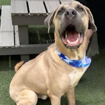 Cane -  Bullmastiff Dog for Adoption in The Colony, Texas - Cane | PetCurious