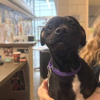 Love Letter -  Mixed Breed Dog for Adoption in Pittsburgh, Pennsylvania - Love Letter | PetCurious