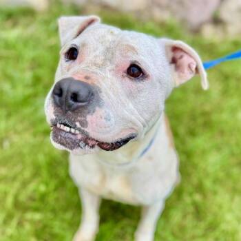 Rescue Pit Bull Terrier Dogs for Adoption in Battle Creek, Michigan - Paul | PetCurious