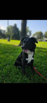 Lilly -  Australian Shepherd Dog for Adoption in Fremont, Nebraska - Lilly | PetCurious