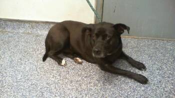 Pit Bull Terrier and Mixed Breed Dogs Available for Adoption in Charlotte, North Carolina - A1262687 | PetCurious