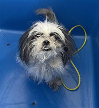 LOLA -  Mixed Breed Dog for Adoption in Dallas, Texas - LOLA | PetCurious