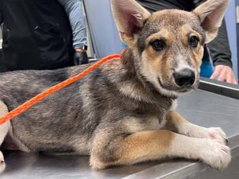 APOLLO -  German Shepherd Dog and Mixed Breed Dog for Adoption in Tustin, California - APOLLO | PetCurious