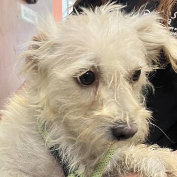Precious -  Terrier and Mixed Breed Dog for Adoption in Yuma, Arizona - Precious | PetCurious