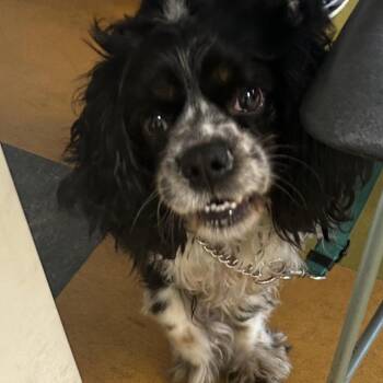 Hertz -  Mixed Breed Dog for Adoption in Philadelphia, Pennsylvania - Hertz | PetCurious