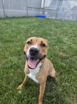 Boomer -  Terrier Dog for Adoption in Manhattan, Illinois - Boomer | PetCurious
