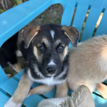Rescue Labrador Retriever and German Shepherd Dog Dogs for Adoption in Tracy, California - Rebel | PetCurious