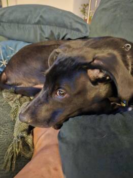 Rufus -  Hound and Labrador Retriever Dog for Adoption in Colorado Springs, Colorado - Rufus | PetCurious