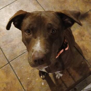 Rescue Mixed Breed Dogs for Adoption in Columbus, Georgia - 10/28/2025-Stray-5thAvenue | PetCurious