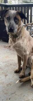 Milo Man -  Australian Cattle Dog Blue Heeler Dog for Adoption in Aurora, Indiana - Milo Man | PetCurious