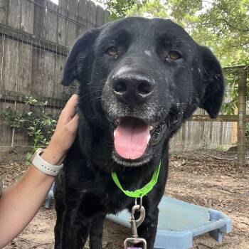 Licorice -  Black Labrador Retriever Dog for Adoption in Klein, Texas - Licorice | PetCurious