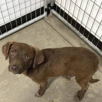 Mixed Breed Dogs Available for Adoption - BonBon | PetCurious