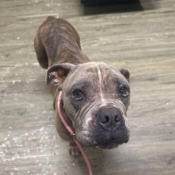 Zack -  Terrier Dog for Adoption in Summerville, South Carolina - Zack | PetCurious