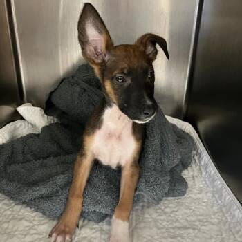 Star -  German Shepherd Dog and Shepherd Dog for Adoption in East St. Louis, Illinois - Star | PetCurious