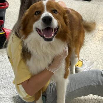 Dusty -  Australian Shepherd and Border Collie Dog for Adoption in Muncie, Indiana - Dusty | PetCurious