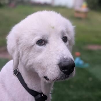 Owen -  Great Pyrenees Dog for Adoption in Alma, Wisconsin - Owen | PetCurious