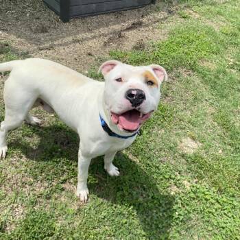 Foot Loose -  Mixed Breed Dog for Adoption in Warwick, Rhode Island - Foot Loose | PetCurious