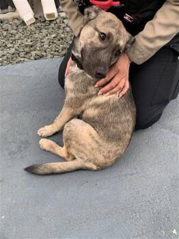 German Shepherd Dog and Mixed Breed Dogs Available for Adoption - SIR | PetCurious