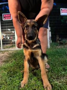 Hera -  German Shepherd Dog Dog for Adoption in Greeneville, Tennessee - Hera | PetCurious