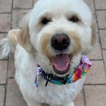 NUGGET -  Goldendoodle and Standard Poodle Dog for Adoption in Madisonville, Louisiana - NUGGET | PetCurious