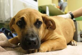 Rescue Black Mouth Cur and Mixed Breed Dogs for Adoption in Picayune, Mississippi - Franky | PetCurious