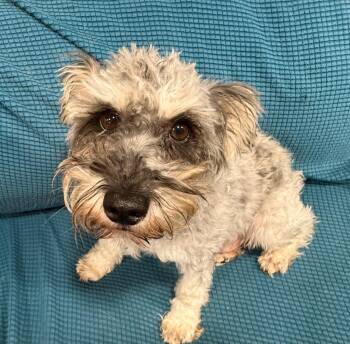 Brianna -  Schnauzer Dog for Adoption in Thompson Falls, Montana - Brianna | PetCurious