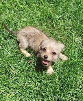 Daisy -  Chihuahua and Poodle Dog for Adoption in Omaha, Nebraska - Daisy | PetCurious