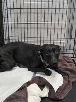 Mixed Breed Dogs Available for Adoption in Sevierville, Tennessee - Millie | PetCurious