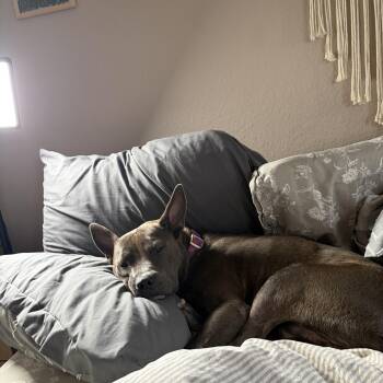 Ferny -  Australian Cattle Dog Blue Heeler and Staffordshire Bull Terrier Dog for Adoption in Thornton, Colorado - Ferny | PetCurious