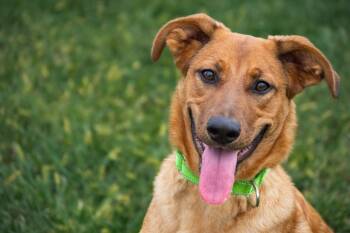 Rescue Hound and Shepherd Dogs for Adoption in Winchester, Kentucky - Marley | PetCurious