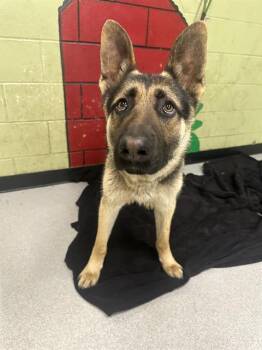 German Shepherd Dog Dogs Available for Adoption - DALLAS | PetCurious