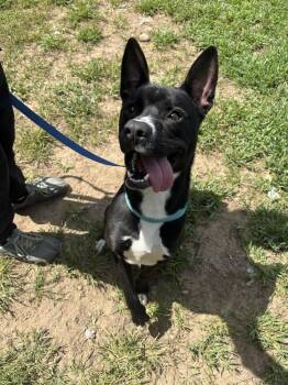 Midnight -  Husky Dog for Adoption in Kalamazoo, Michigan - Midnight | PetCurious