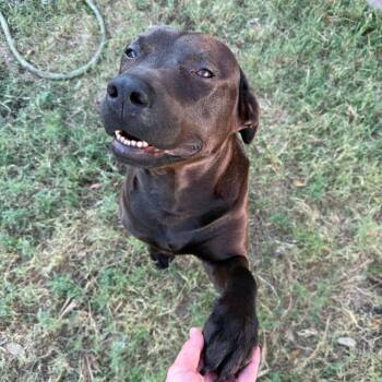 Rescue Mixed Breed Dogs for Adoption in Houston, Texas - Bear | PetCurious