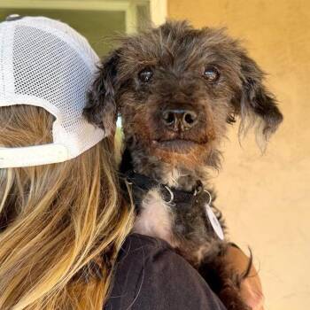 Lulu -  Poodle Dog for Adoption in Ramona, California - Lulu | PetCurious