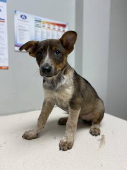 Dale -  Australian Cattle Dog Blue Heeler Dog for Adoption in Clarksburg, Ontario - Dale | PetCurious