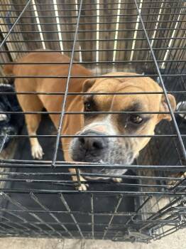 Adara - ABR Return -  Boxer Dog for Adoption in Hewitt, Texas - Adara - ABR Return | PetCurious