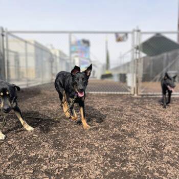 German Shepherd Dog and Rottweiler Dogs Available for Adoption - Ceres | PetCurious
