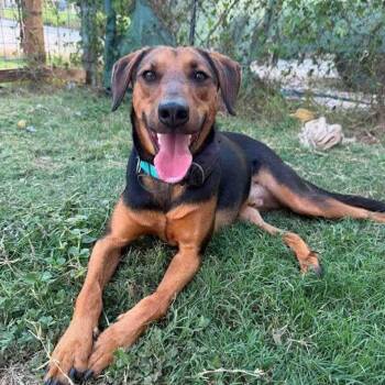 Milo -  Hound and Labrador Retriever Dog for Adoption in San Antonio, Texas - Milo | PetCurious