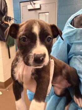 Toodleloo -  Mixed Breed Dog for Adoption in Wichita, Kansas - Toodleloo | PetCurious
