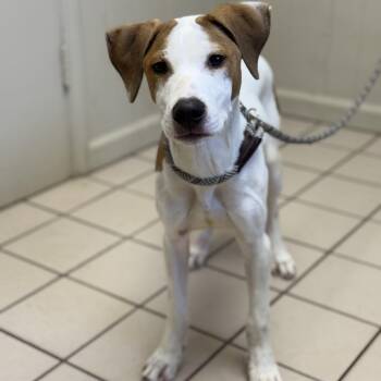 Terrier and Hound Dogs Available for Adoption - TUSC-Stray-83429 | PetCurious