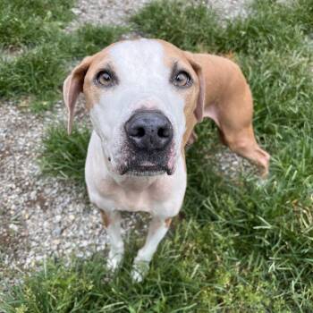 Hooper -  Mixed Breed Dog for Adoption in Fairport, New York - Hooper | PetCurious
