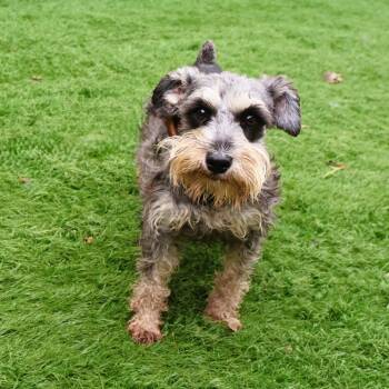 Usha -  Miniature Schnauzer Dog for Adoption in Zionsville, Indiana - Usha | PetCurious