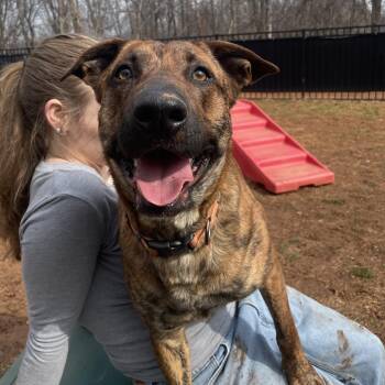 Shepherd and Mixed Breed Dogs Available for Adoption - Sundae | PetCurious