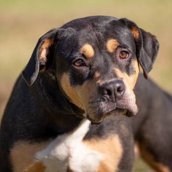 Rescue Rottweiler and Labrador Retriever Dogs for Adoption in Henderson, Kentucky - Mabel | PetCurious