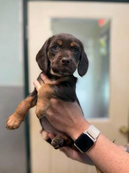Mitsi -  Dachshund and Beagle Dog Available for Adoption in Lovingston, Virginia - Mitsi | PetCurious