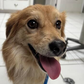 Tito -  Terrier Dog for Adoption in Ojai, California - Tito | PetCurious