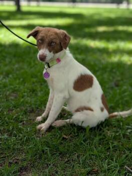 Montana -  Australian Shepherd and Mixed Breed Dog for Adoption in Aiken, South Carolina - Montana | PetCurious