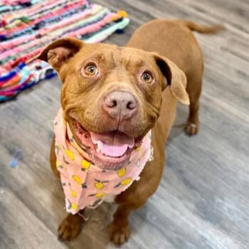 American Staffordshire Terrier and American Bully Dogs Available for Adoption in Friendswood, Texas - Miss Lady Sweeter Than A Chocolate Kiss | PetCurious