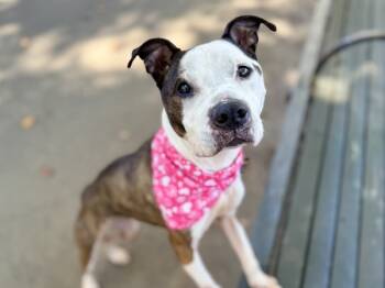 Rescue Mixed Breed Dogs for Adoption in New York, New York - Dutchess | PetCurious