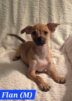 Flan -  Chiweenie and Terrier Dog for Adoption in Oakdale, California - Flan | PetCurious